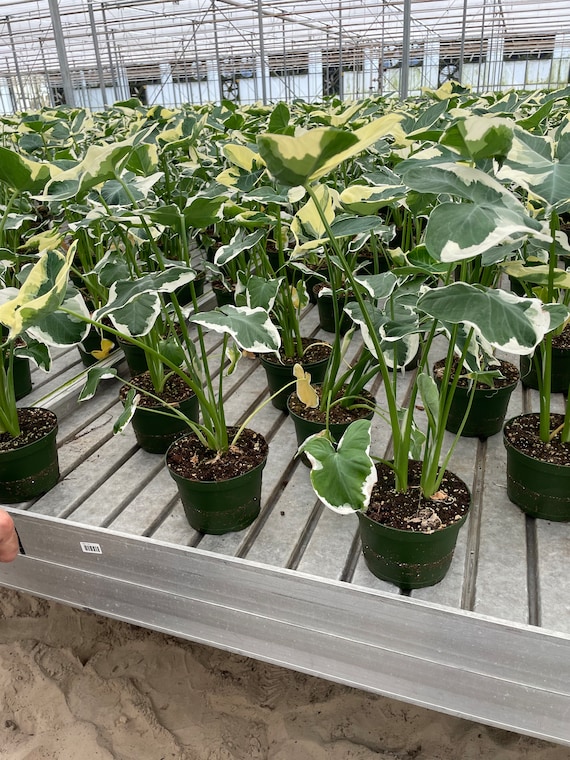 Alocasia Mickey Mouse - Xanthosoma Albo Variegata - Live House