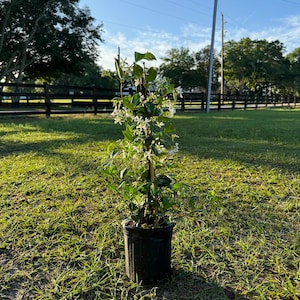 Premium Trachelospermum jasminoides | Fragrant Jasmine Plant for Sale | 1 Gallon Pot | Blooming Flowers