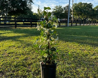 Premium Trachelospermum jasminoides | Fragrant Jasmine Plant for Sale | 1 Gallon Pot | Blooming Flowers