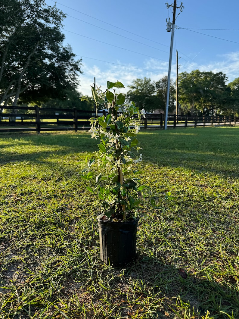 Premium Trachelospermum jasminoides Fragrant Jasmine Plant for Sale 1 Gallon Pot Blooming Flowers image 1