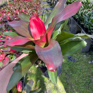 Magali Bromeliad in 6&quot; Pot – Vibrant Indoor Tropical Plant