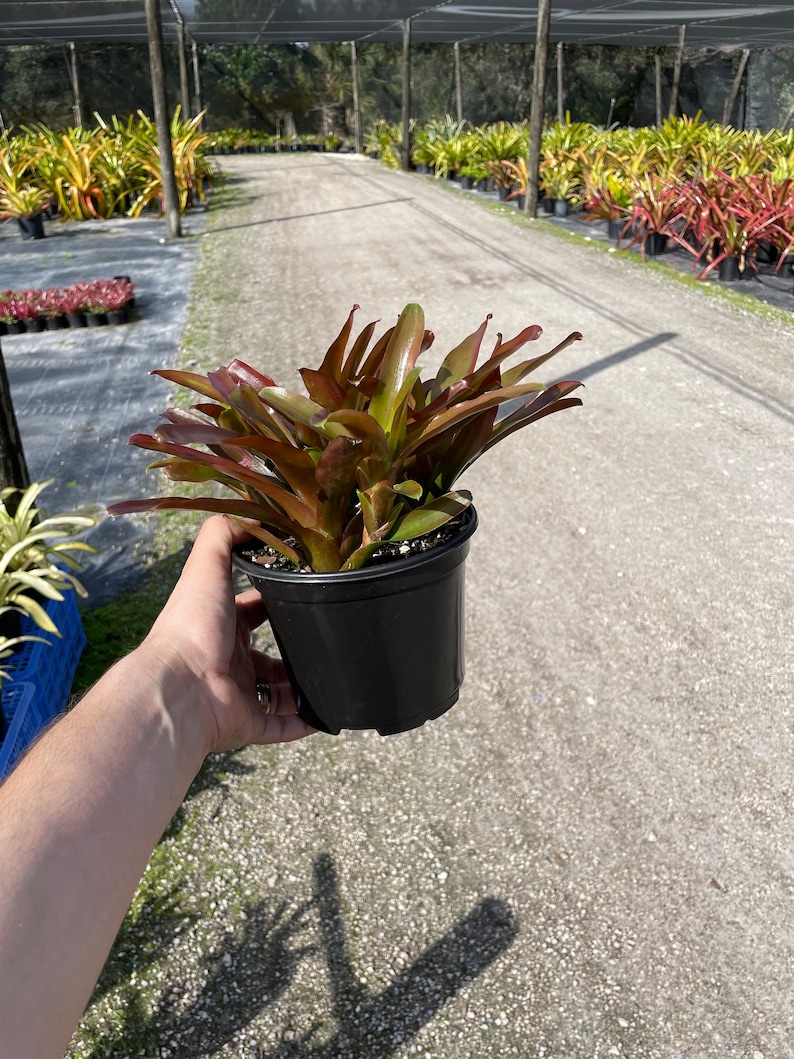 LJPlantNursery Bromeliad Fireball - Thumbnail 3