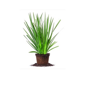 May include: A potted green plant with long, thin leaves. The plant is in a brown pot and is sitting on a white background.