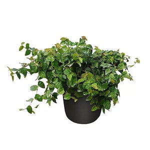 May include: A potted green vine plant with trailing stems in a black pot. The plant has small, oval-shaped leaves.