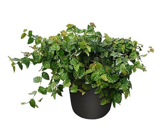 Creeping Fig: Ficus repens in 1 Gallon Pot - Lush Climbing Vine - (Spend 35 Dollars for Free Shipping)
