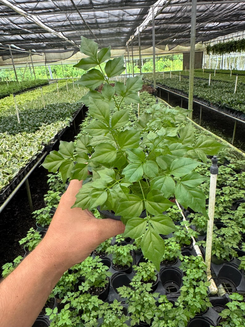 LJPlantNursery China Doll Plant - Thumbnail 5