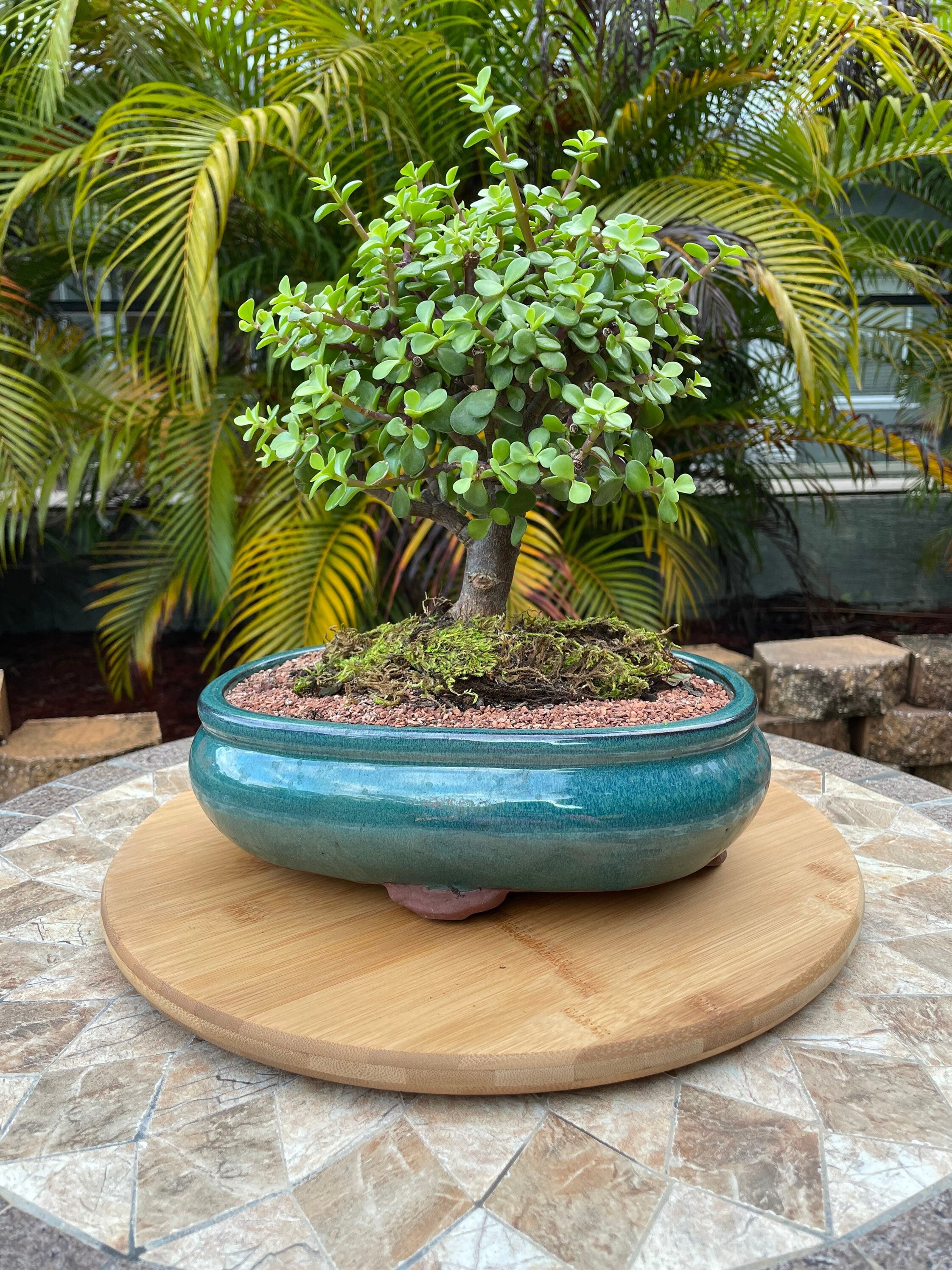 Bonsai Tree by L&J Nursery: Jade Bonsai 9 Years Old. - Etsy