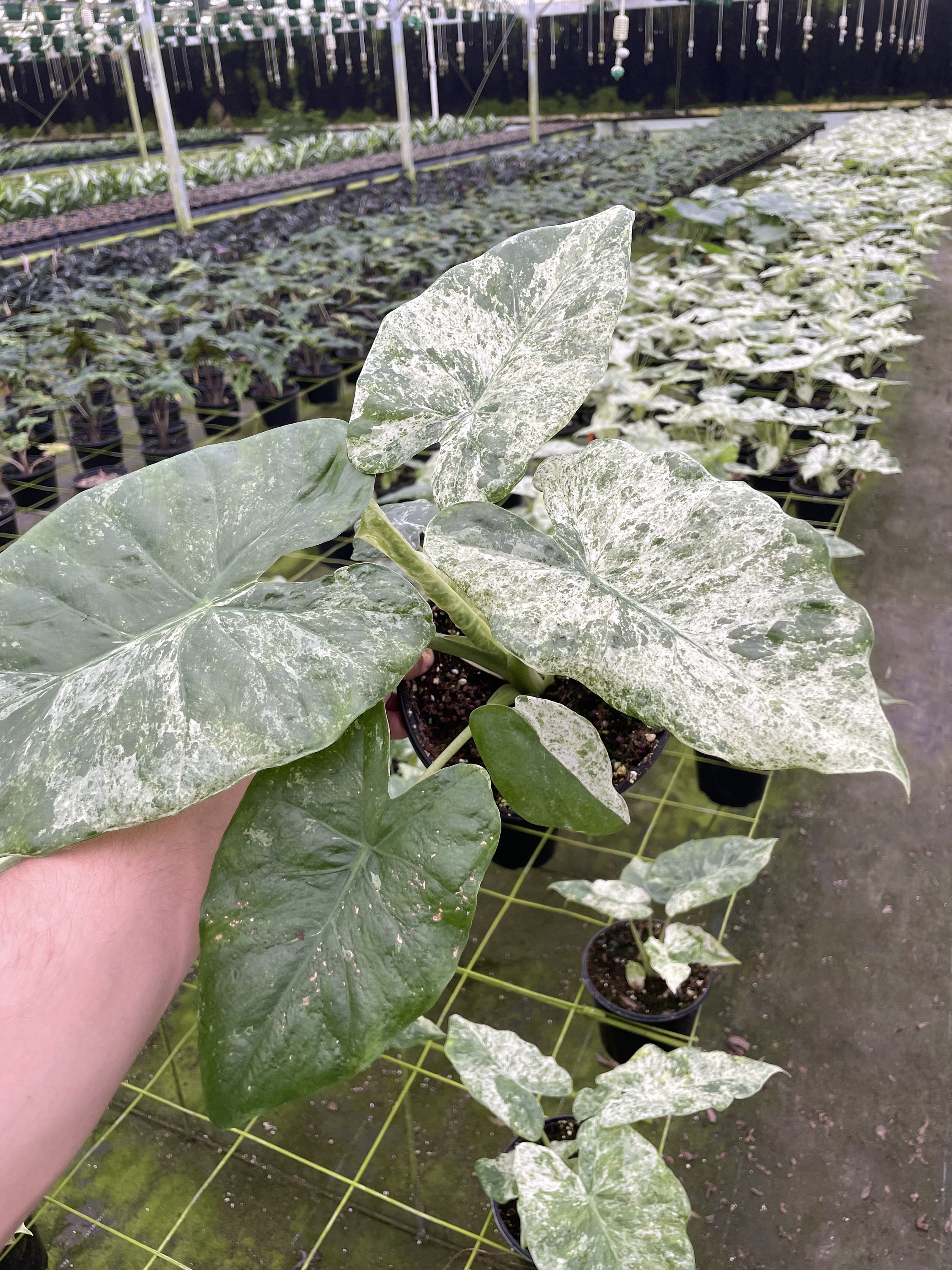 Alocasia Blizzard – Snowy White Foliage - Extra Variagation - 6
