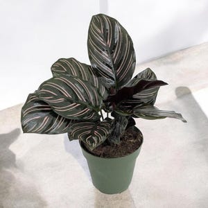 Calathea Ornata: Pink Striped Indoor Plant in 4&#39;&#39; Pot