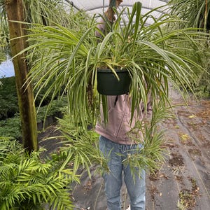 May include: A spider plant hanging in a green pot with long, thin, variegated leaves. The plant is hanging from a hook in a greenhouse setting.