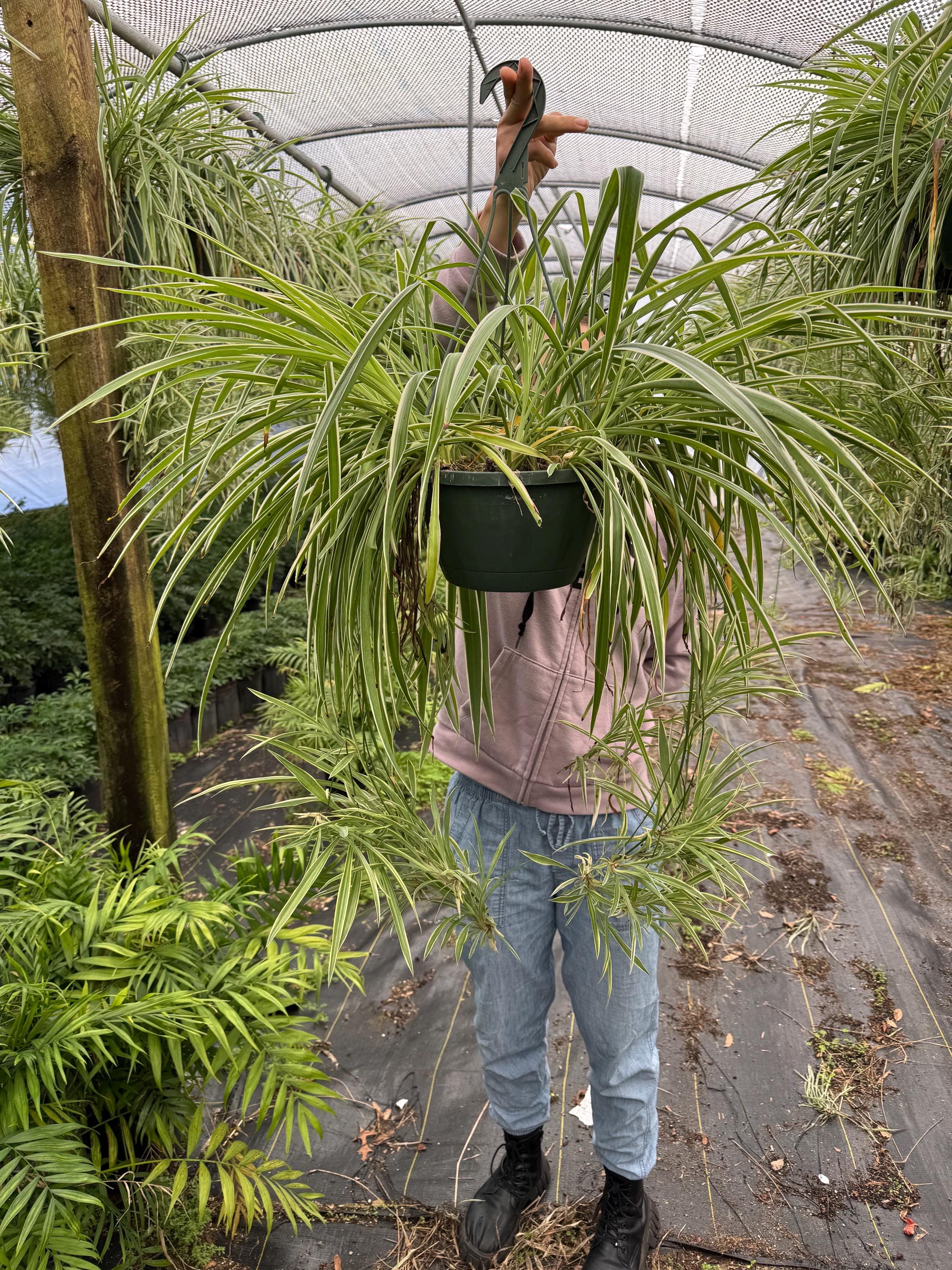 Overgrown Spider Plant in Hanging Basket - With Pups! - Etsy