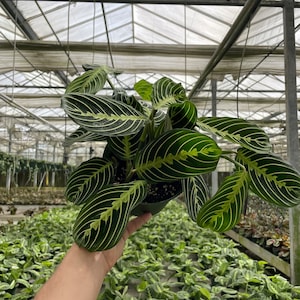 Rare Maranta Leuconeura Lime: Tropical Prayer Plant in 6&quot; Pot