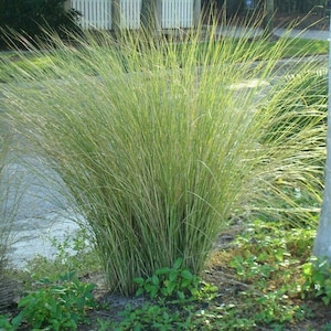 May include: A clump of green ornamental grass with long, thin blades growing in a garden setting.