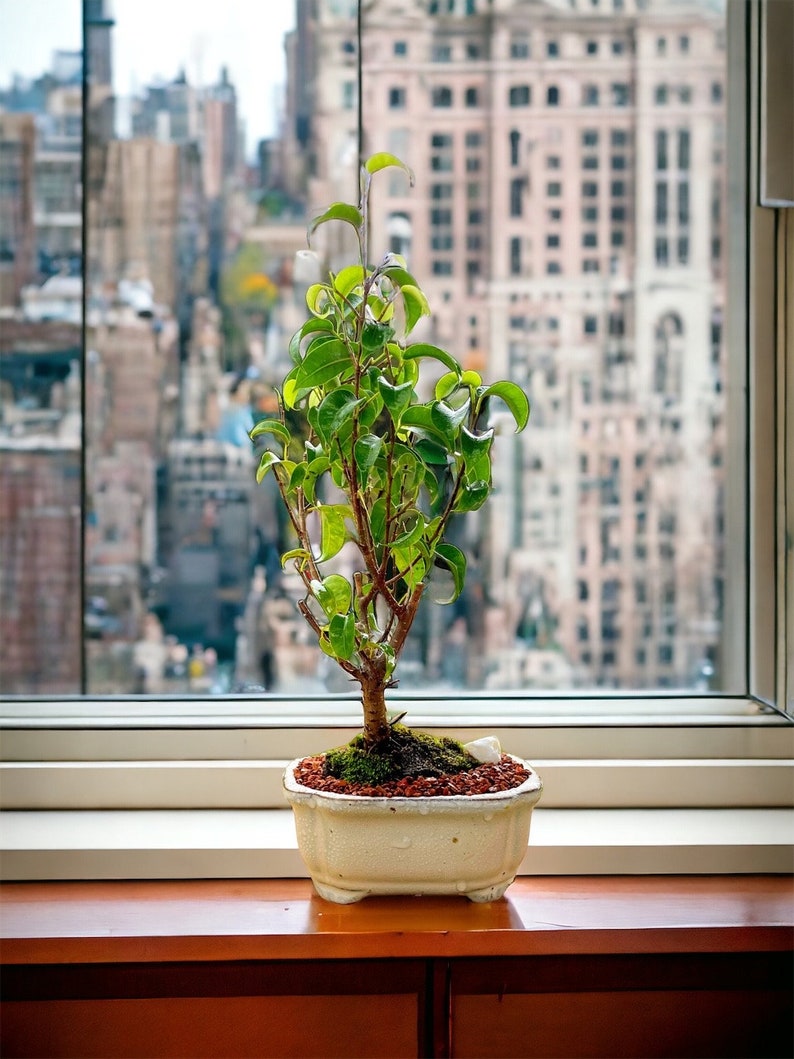 LJPlantNursery Ficus Bonsai Tree