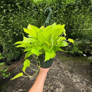 Neon Pothos in an 8-inch hanging basket with long, trailing neon-green vines.