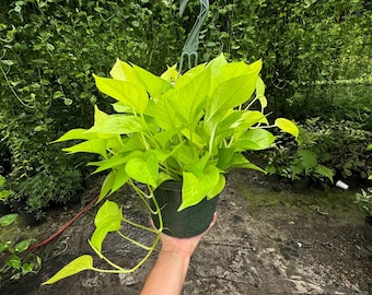 Neon Pothos 6" Hanging Basket: Easy-Care Trailing Plant