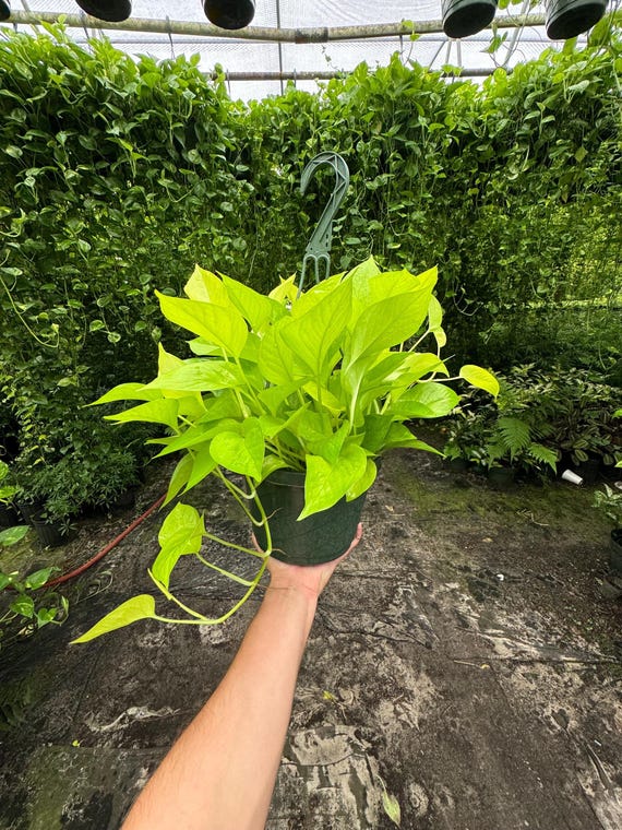 Neon Pothos 6" Hanging Basket: Easy-Care Trailing Plant