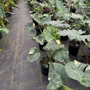 May include: A greenhouse filled with potted plants, featuring a variety of green and white variegated plants with large leaves.