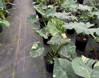 Thai Constellation Monstera - 8" Pot - 27" Tall - Indoor Plant