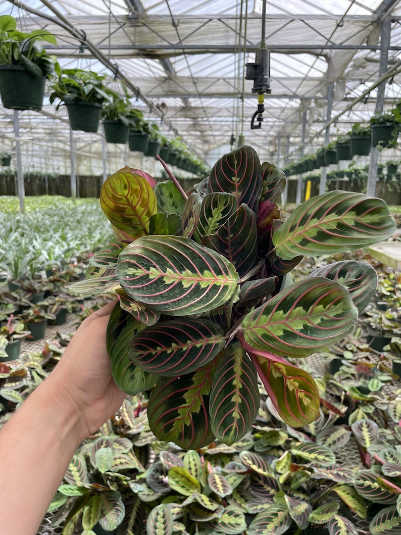 LJPlantNursery Maranta Leuconeura Prayer Plant