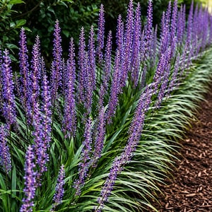 May include: A vibrant garden bed featuring rows of purple Liriope flowers in full bloom. The tall, spiky flower stalks stand out against the backdrop of green foliage and a bed of brown mulch. The scene is bathed in natural light.