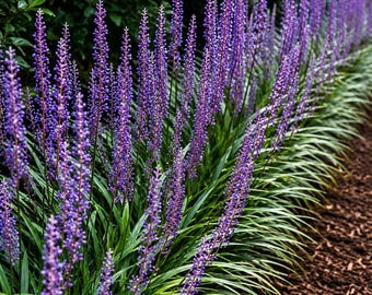Liriope Muscari: Purple Flower Spikes - 1 Gallon Pot