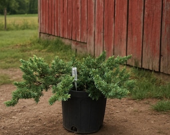 Blue Pacific Juniper Ground Cover: 1 Gallon Potted Plant