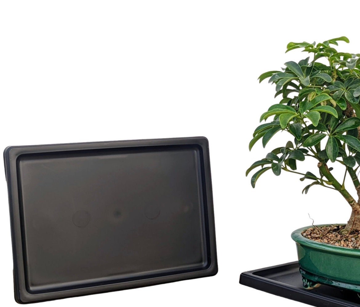 Humidity Tray for Bonsai Trees Etsy
