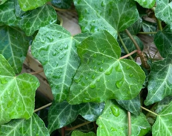 English Ivy - Poet’s Ivy - Hedera helix - Extra long Vines - 4 Inch