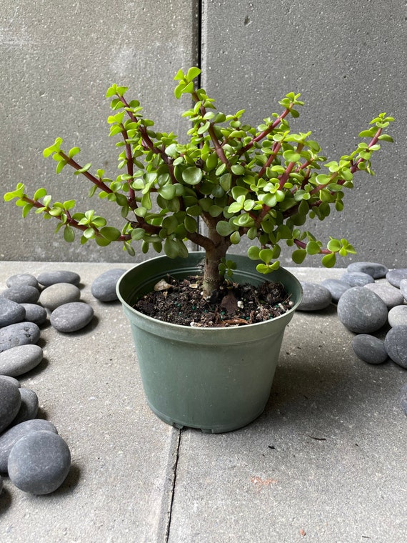Jade Pre-bonsai Tree  6" Pot, 1214 Tall | Easy-care Indoor Bonsai |  Prosperity Holiday Gift | Live Christmas Jade Bonsai - Etsy