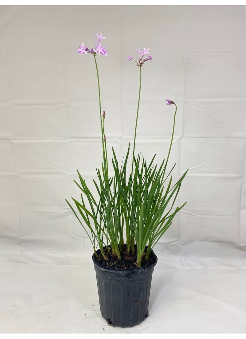 LJPlantNursery Society Garlic - Thumbnail 3