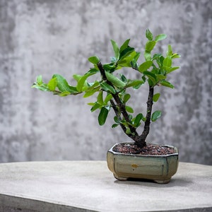 May include: A small bonsai tree with green leaves growing in a light green ceramic pot. The pot has a textured surface and is sitting on a gray concrete surface.
