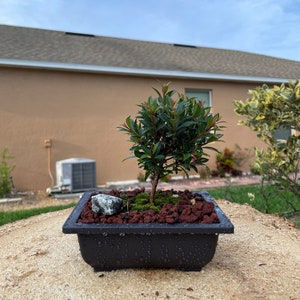 May include: A small bonsai tree in a black pot with a single grey rock and red gravel. The tree is green with small leaves and is growing in a bed of moss.
