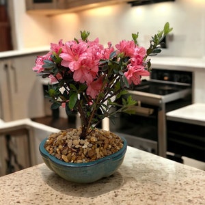 Live Satsuki Azalea Outdoor Bonsai Tree 7 Years Old 8 to 10 Tall with Decorative Container, Humidity Tray & Deco Rock image 3