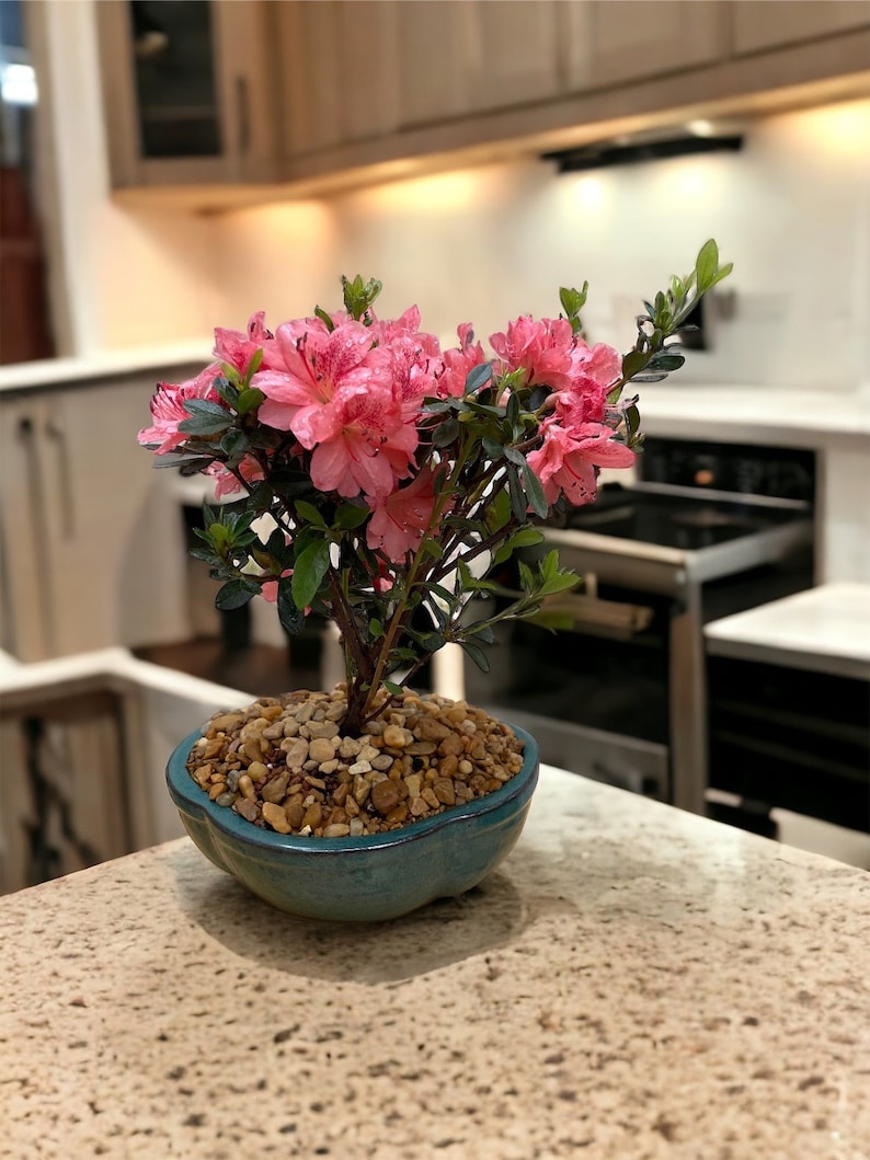 Live Satsuki Azalea Outdoor Bonsai Tree 7 Years Old 8 to 10 Tall with Decorative Container, Humidity Tray & Deco Rock image 3