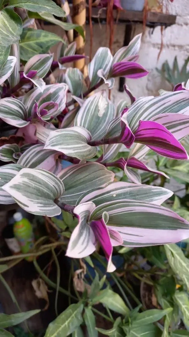 LJPlantNursery Tradescantia Zebrina Plant - Thumbnail 3