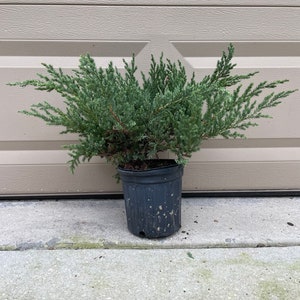 May include: A small green juniper plant in a black plastic pot. The plant is in front of a light brown wall.