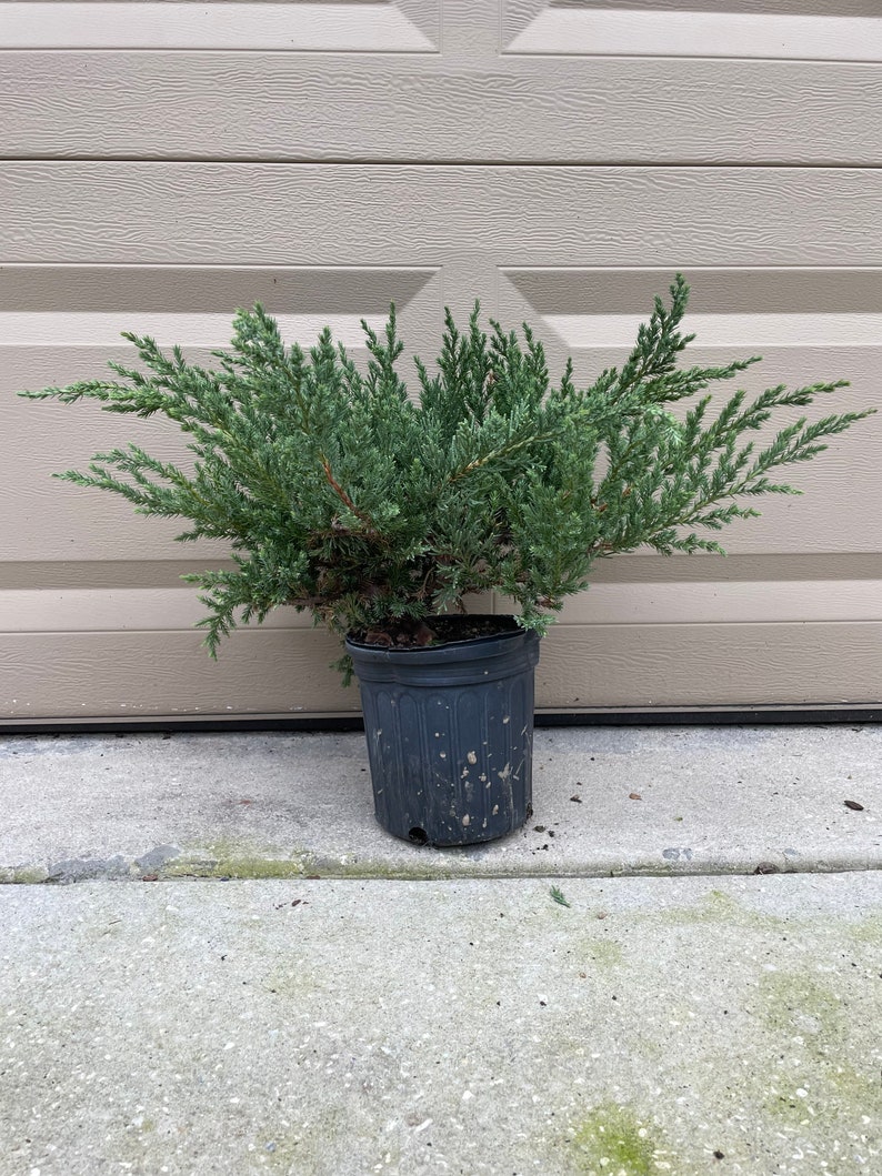 Live Plants Outdoor Juniper Parsonnii Plants for Sale Etsy