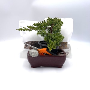 Bonsai Juniper , Bonsai Tree Kit,  Bonsai Tree Live in Pot Indoor, Bonsai Tree Pot, Bonsai Glazed Pot Kit, Bonzai Tree Kit