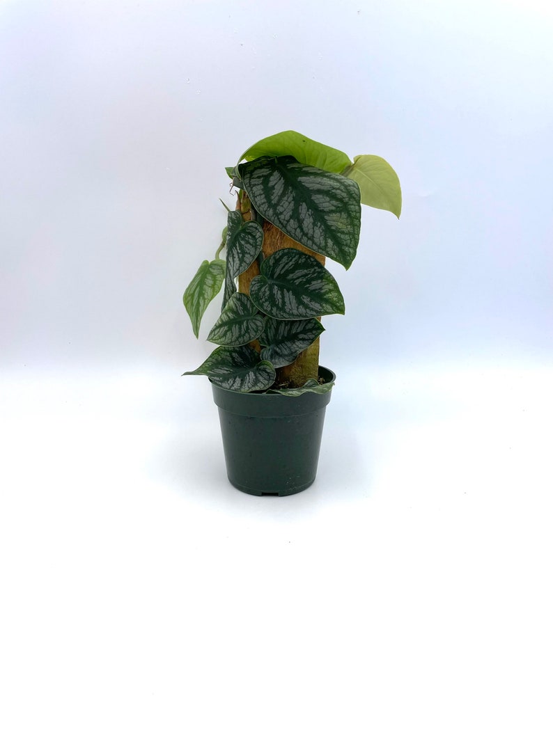 LJPlantNursery Monstera Dubia Plant - Thumbnail 2