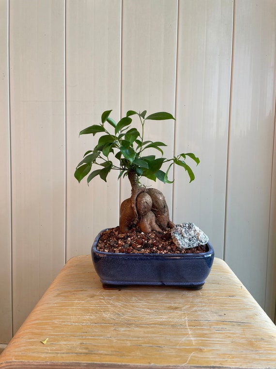 Ginseng Ficus Bonsai, 7-year Indoor Live Plant - Etsy Norway