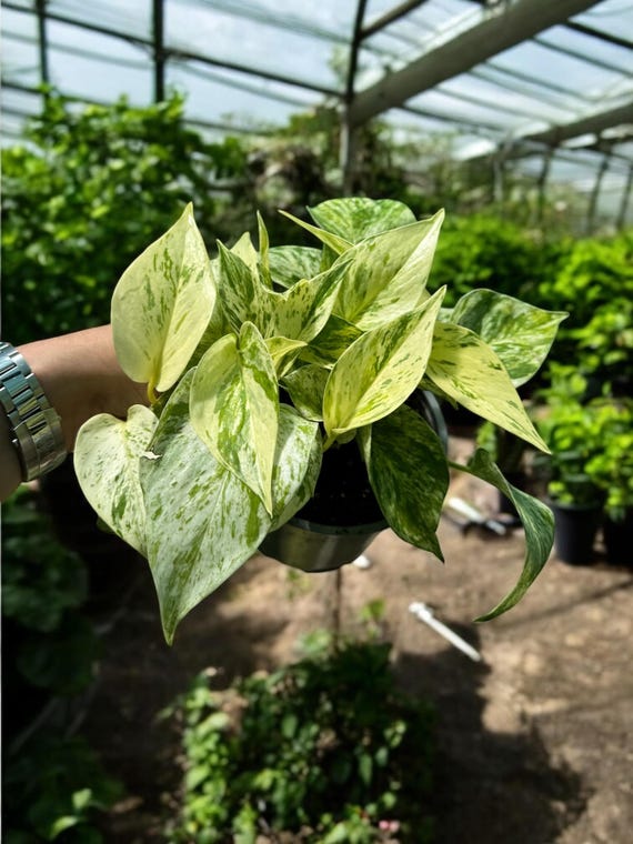 Snow Queen Pothos: Variegated Hanging Basket - Easy-care Houseplant - Etsy
