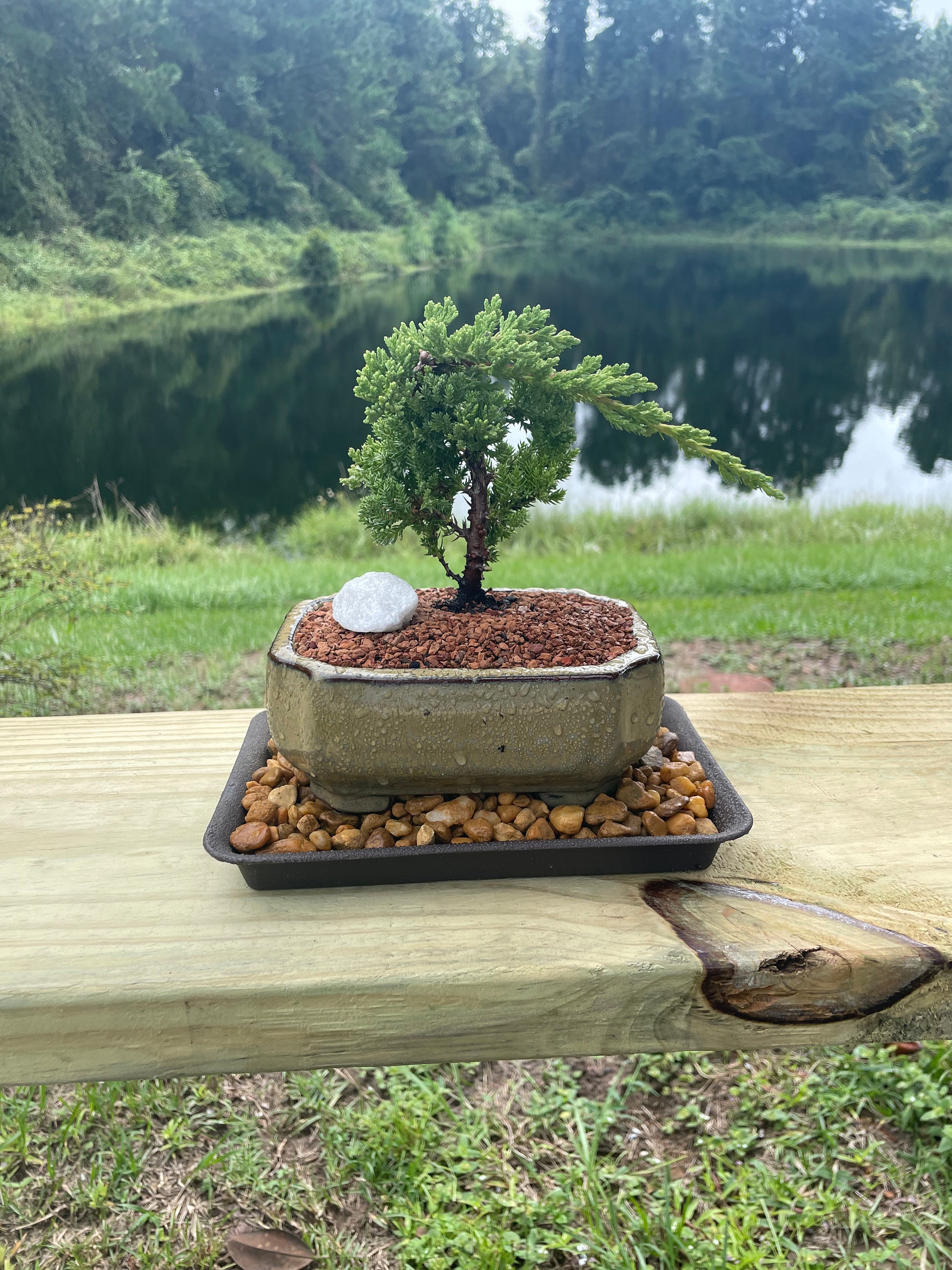 Juniper Bonsai TreeLand/Water Pot with Scalloped Edges - Medium(Juniper  Procumbens