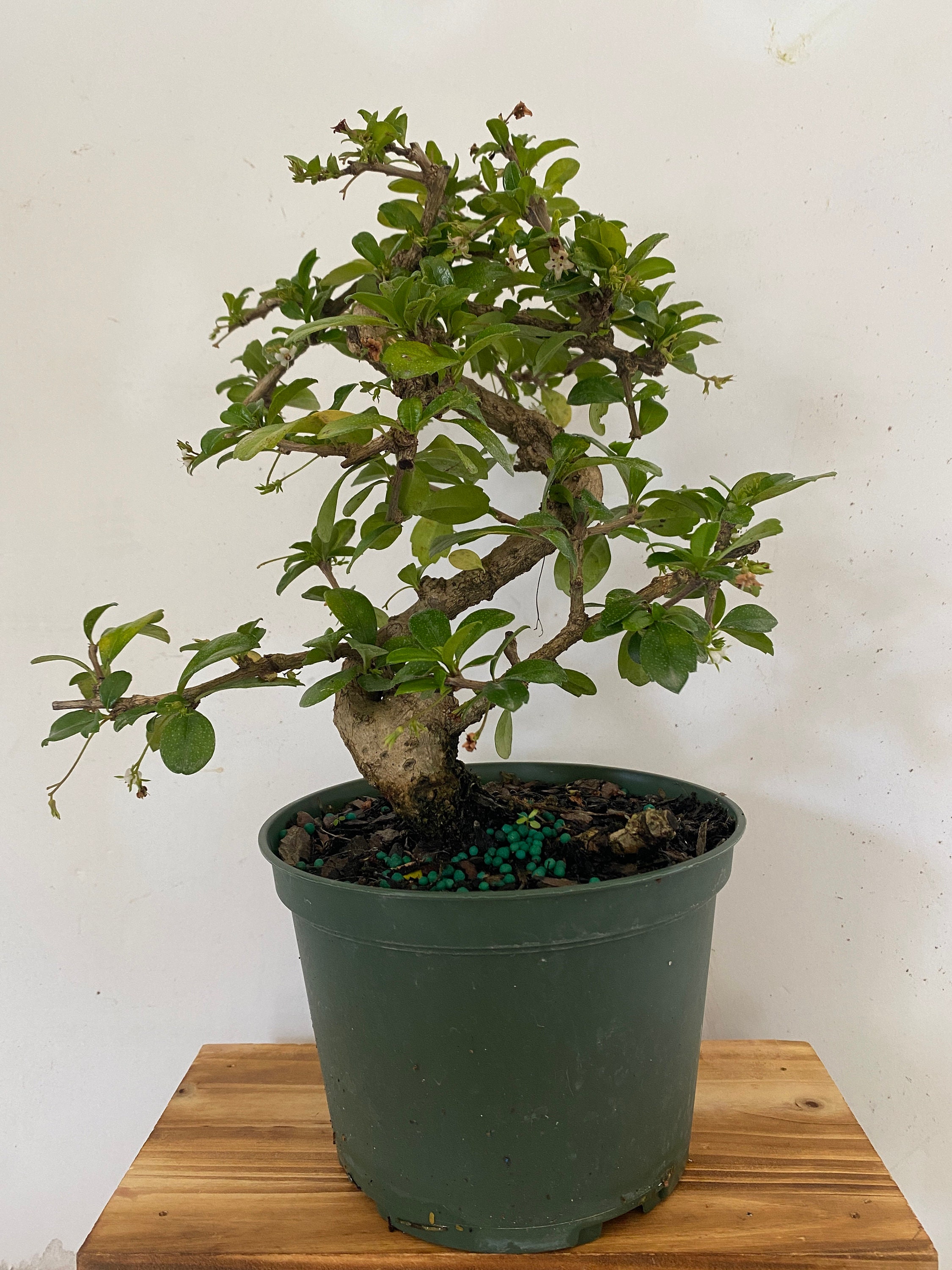 Imported Fukien Tea Bonsai Tree Etsy