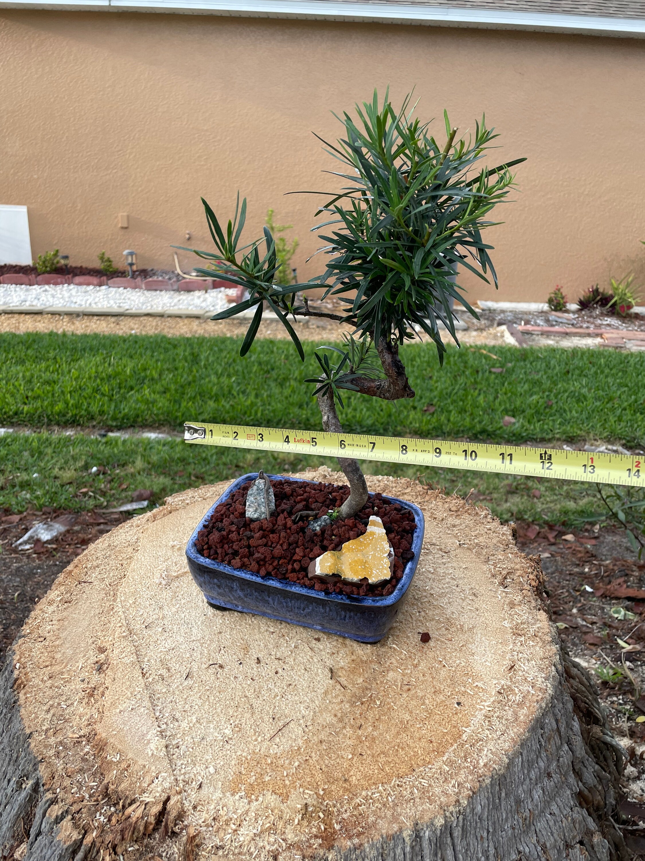 S-shaped Podocarpus Bonsai Tree: 10-year-old Plum Pine, 20'' Tall
