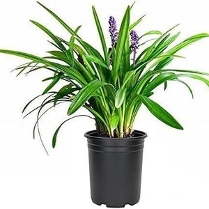 Liriope muscari &#39;Emerald Goddess&#39; - 1 Gallon Pot, Hardy Ground Cover [PP# 15471]