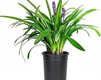 Liriope muscari Emerald Goddess - 1 Gallon Pot - PP# 15471