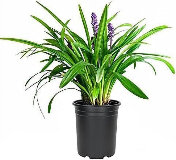 olivenbaum tiefwurzler Künstlicher Olivenbaum naturgetreu 165cm – Katie Fischer main image 1