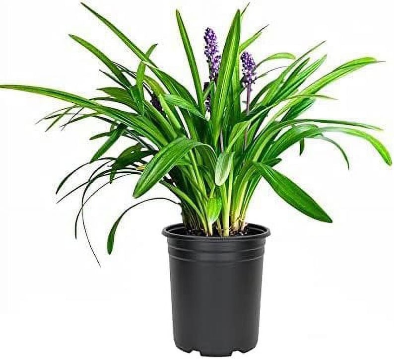 Liriope muscari Emerald Goddess 1 Gallon Pot PP 15471 image 1