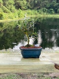 Olive Bonsai Tree with Live Moss  - 3 Year Old Bonsai - Imported from Greece